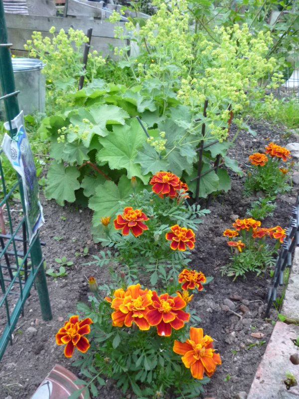 Календула бордюрная