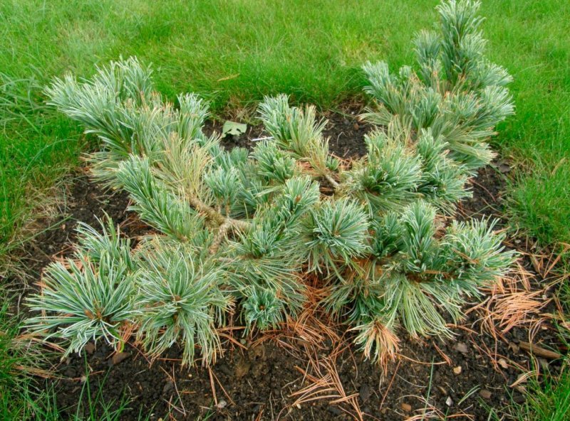 Кедровый стланик (Pinus pumila)