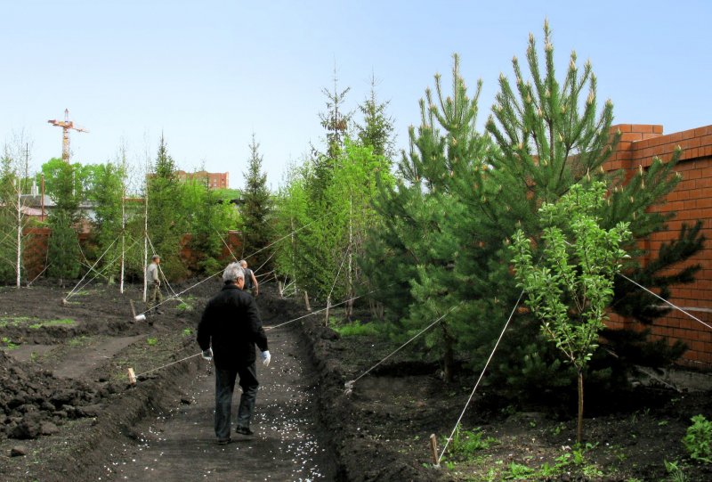Высадка крупномерных деревьев сосны