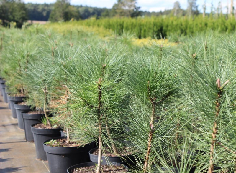 Pinus Ponderosa Agnieszka