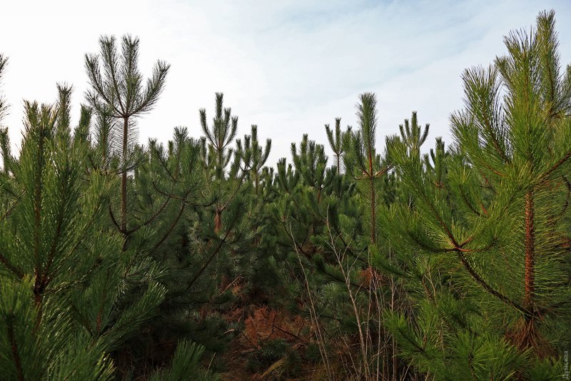 Сосна Крымская (Палласа) Pinus pallasiana
