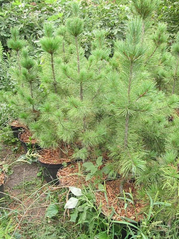 Сосна Pinus sibirica President