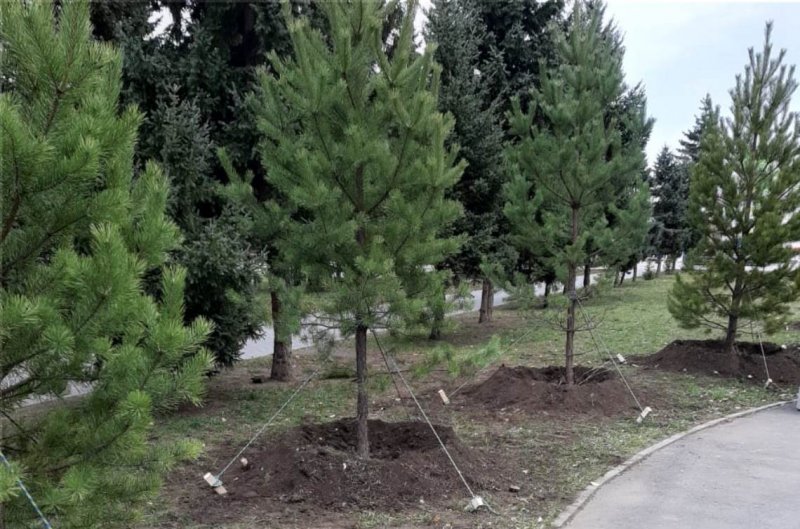 Хвойники сосны обыкновенной