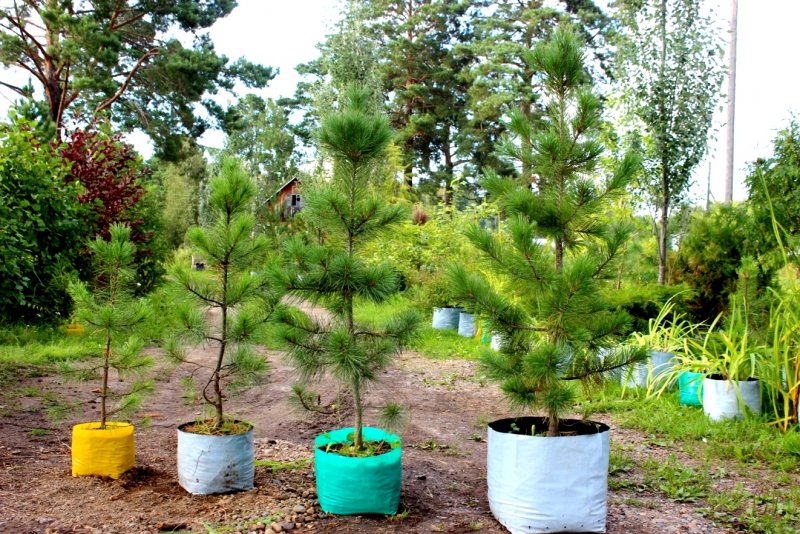 Сосна корейская - Pinus koraiensis