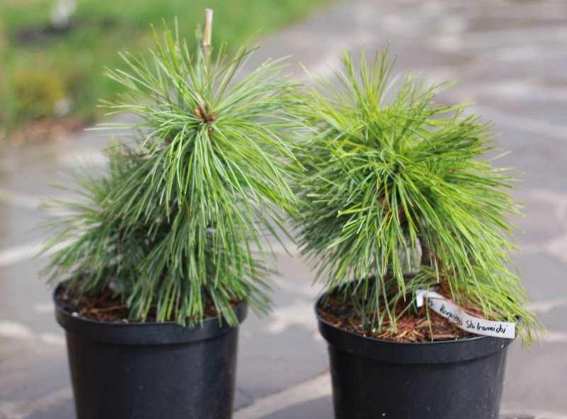 Pinus nigra 'maritima'