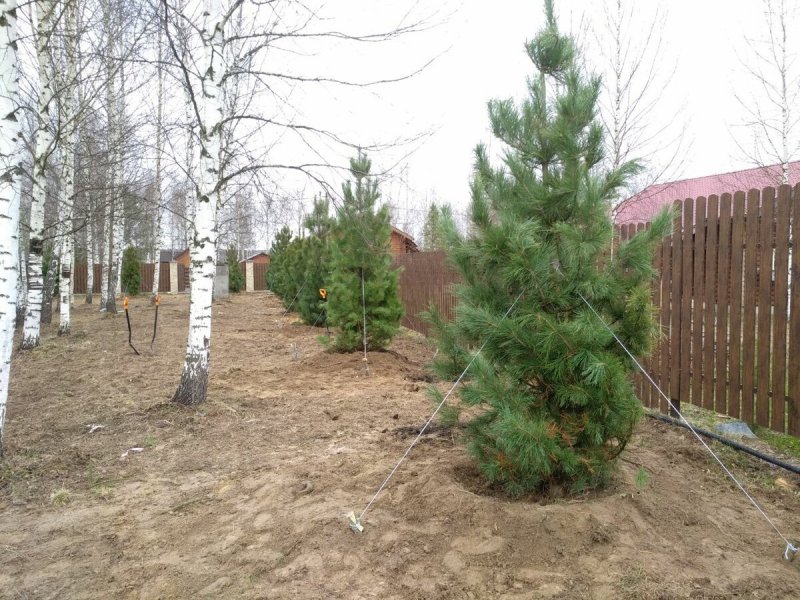 Кедровая сосна Сибирская в ландшафтном
