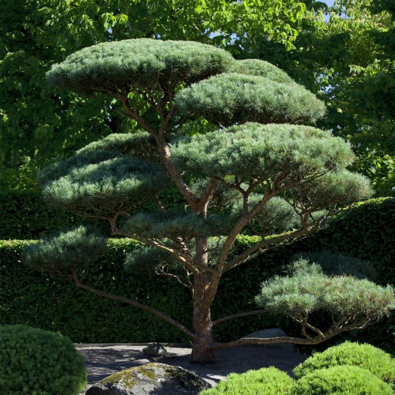 Pinus Sylvestris растение
