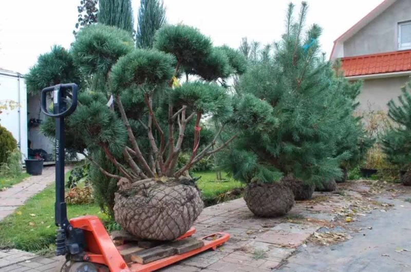 Хвойные крупномеры