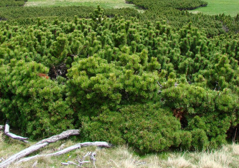 Pinus mugo pumilio