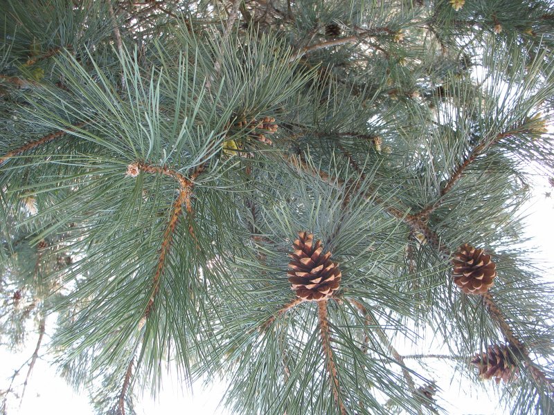 Ареал сосны обыкновенной (Pinus Sylvestris)