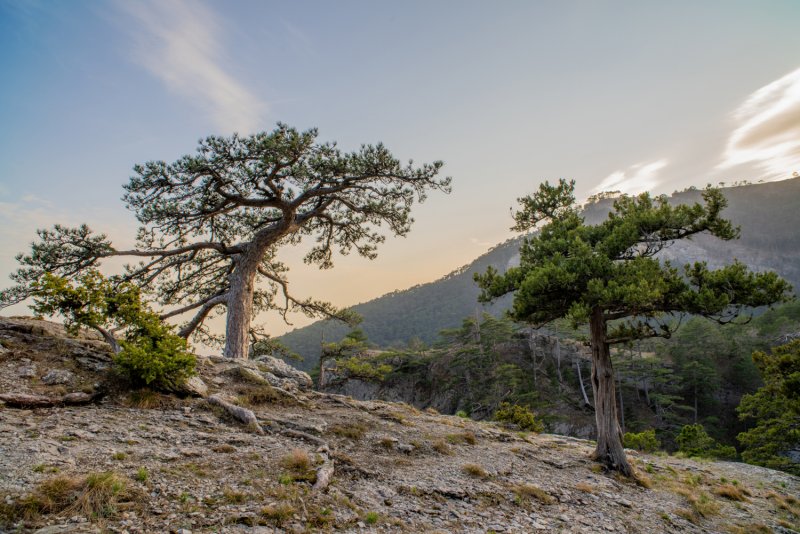 Сосна Палласа Крымская