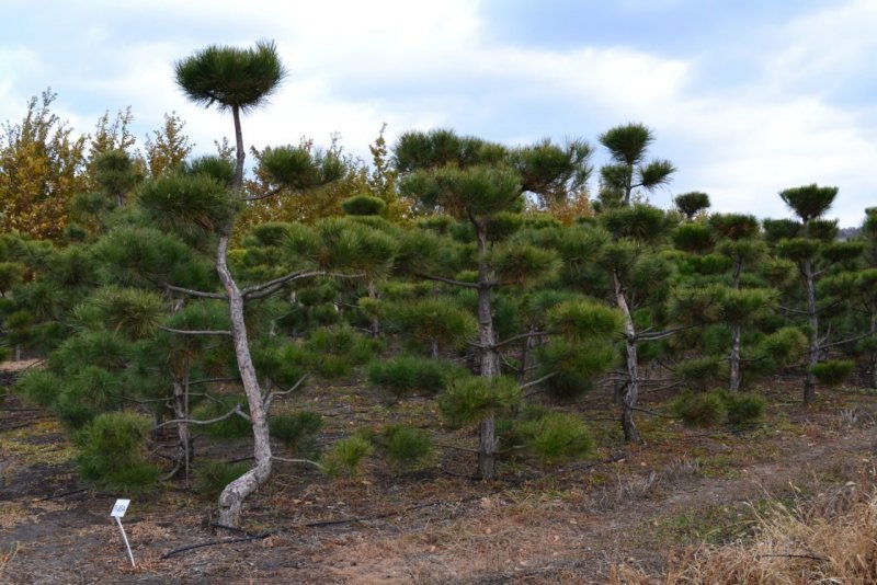 Сосна обыкновенная Pinus Sylvestris на участке