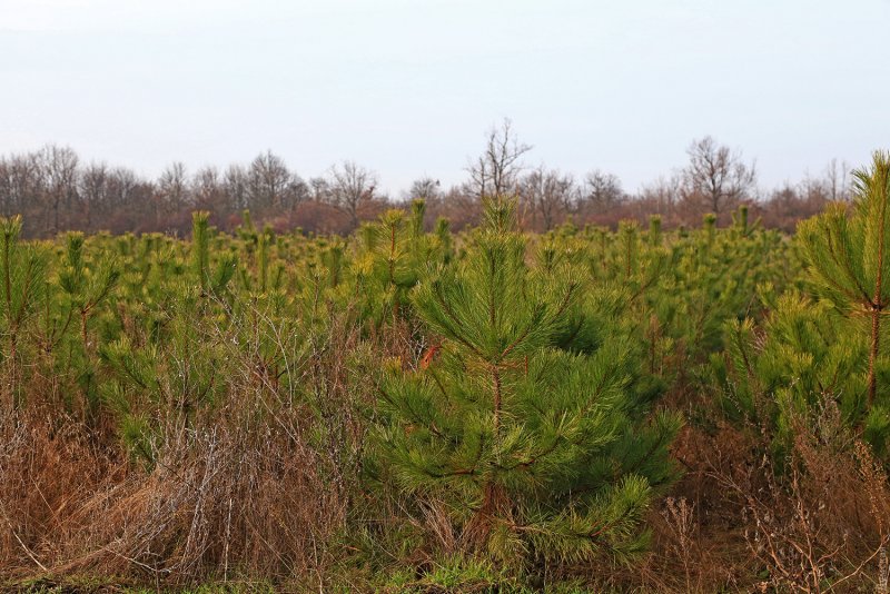 Pinus Sylvestris 'Albyns'