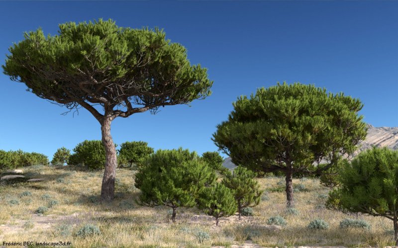 Pinus pinea кедр