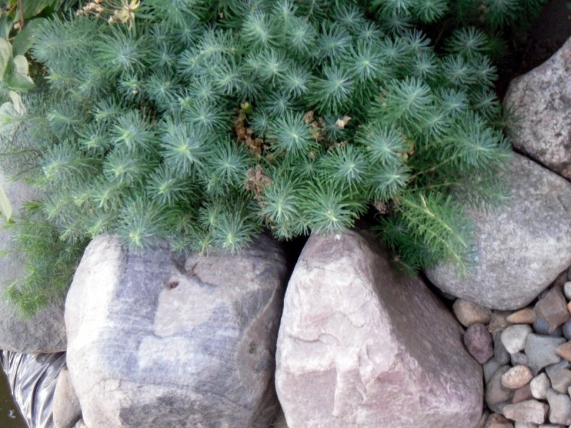 Молочай кипарисовый (Euphorbia cyparissias)