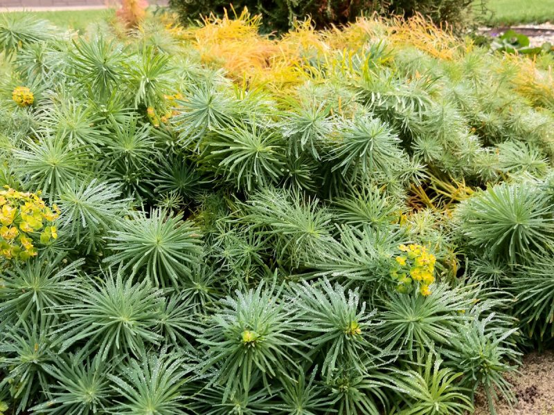 Молочай кипарисовый (Euphorbia cyparissias)