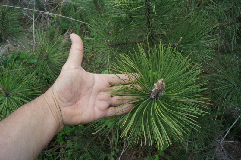 Дерево штата Арканзас - сосна ладанная (Pinus Taeda)