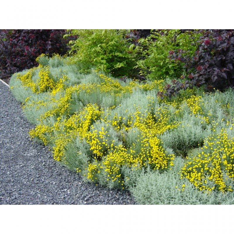 Euphorbia cyparissias
