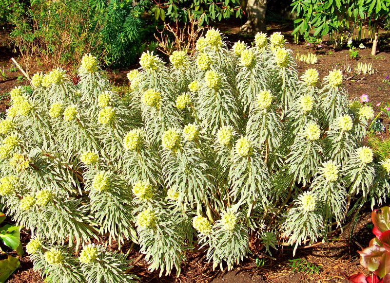 Euphorbia characias Glacier Blue