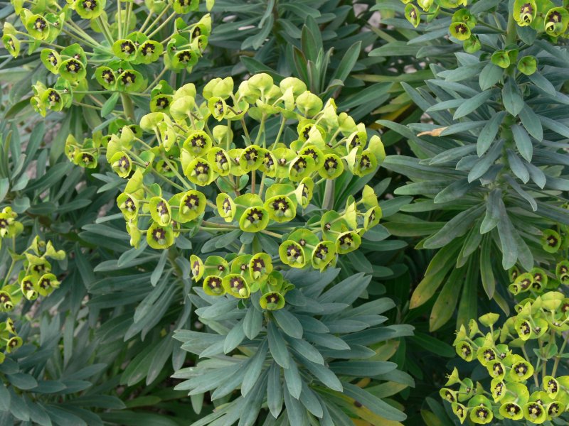 Молочай (Euphorbia)