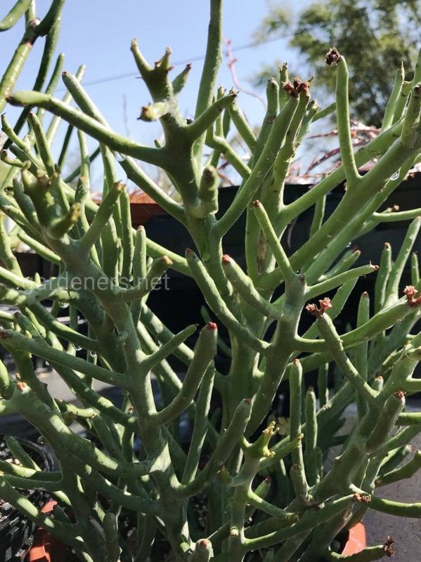 Euphorbia stenoclada (молочай, эуфорбия)