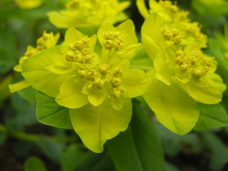 Молочаем многоцветным (Euphorbia polychroma)