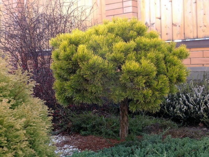 Сосна Горная Винтер Голд (Pinus mugo Winter Gold)