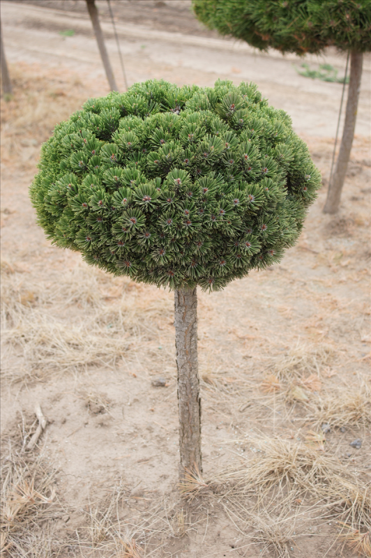Pinus mugo 'Sherwood Compact'