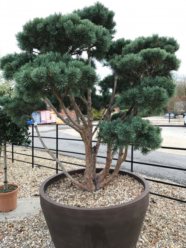 Pinus Sylvestris Watereri