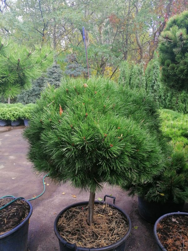 Pinus nigra Брепо