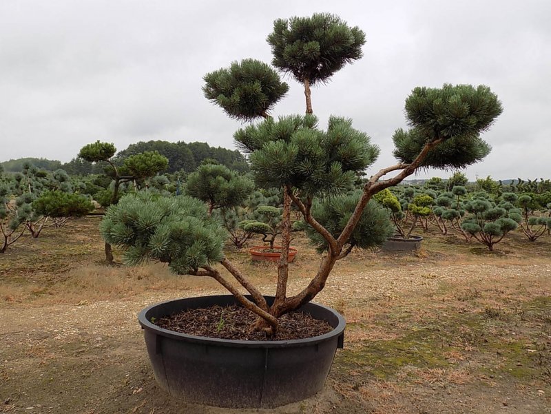 Pinus Sylvestris Watereri Bonsai