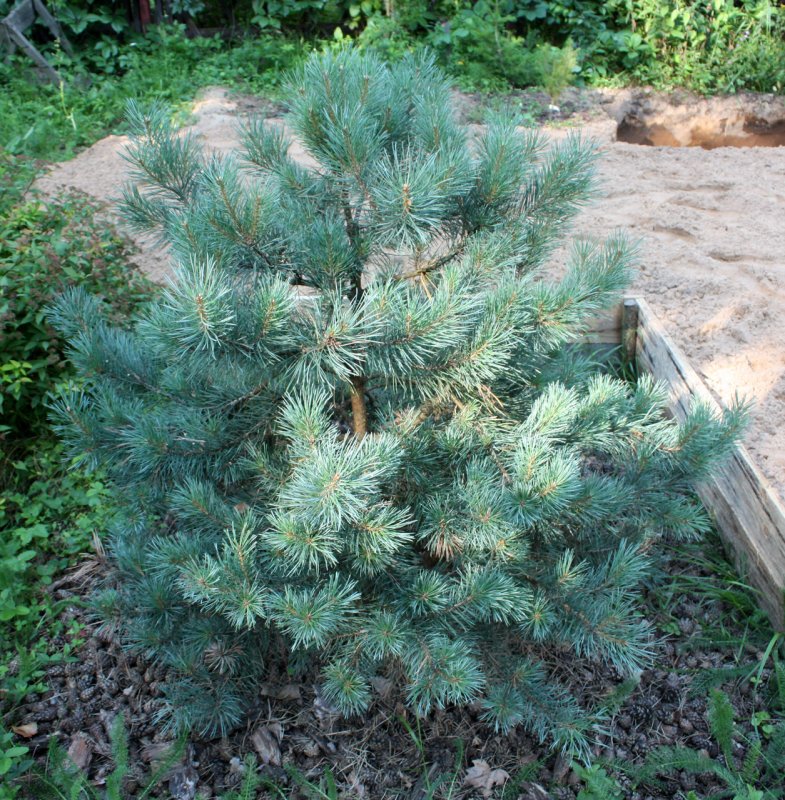 Сосна обыкновенная Ватерери Pinus Sylvestris Watereri