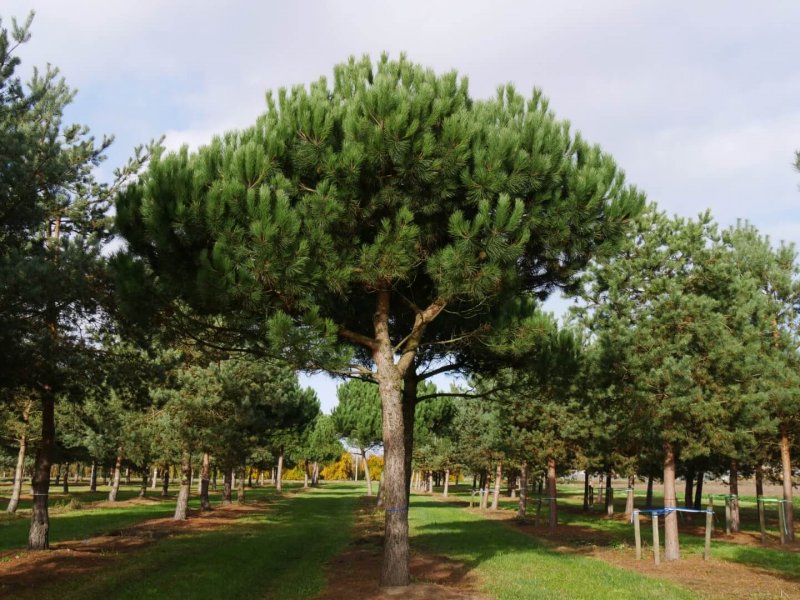 Pinus pinea штамб 2-3