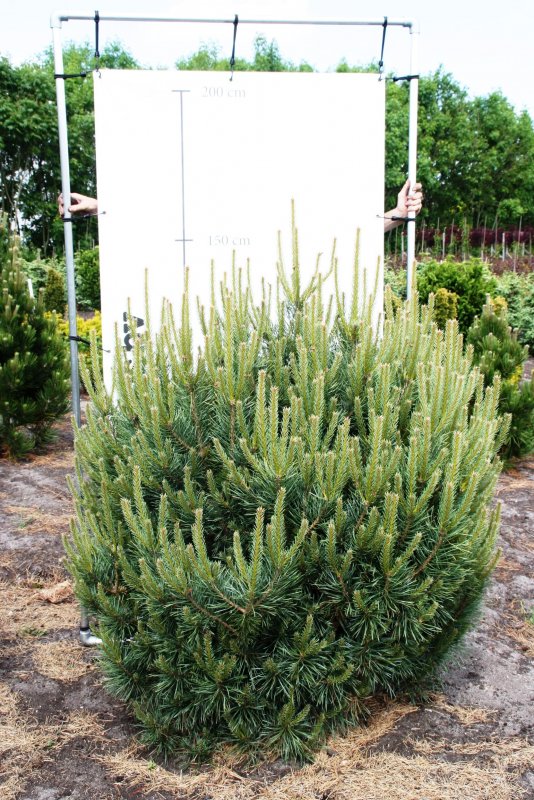 Pinus Sylvestris Ван ден Берг