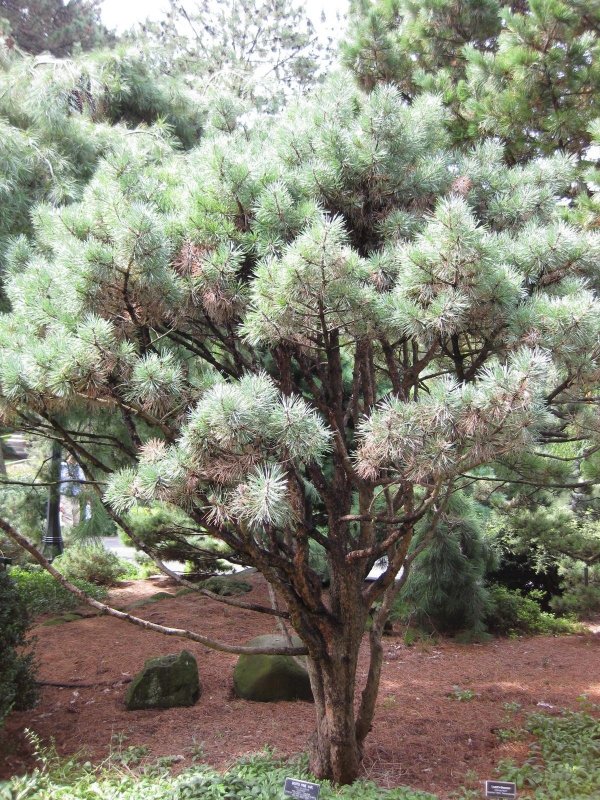 Pinus Sylvestris Watereri