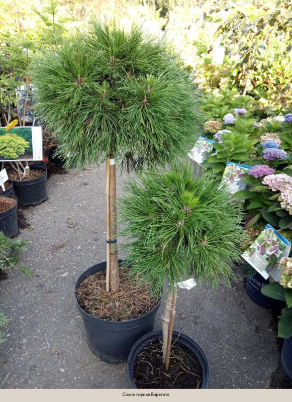 Pinus mugo Varella