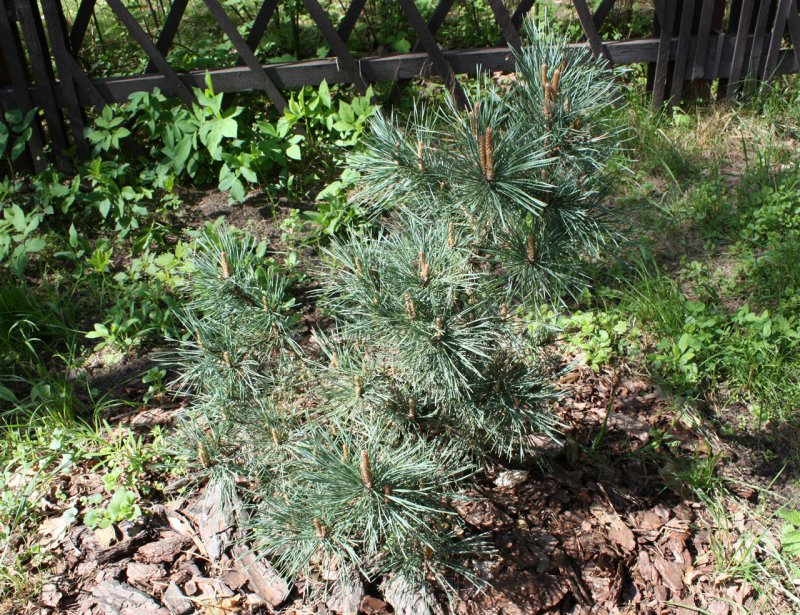 Pinus Sylvestris 'Skjak'