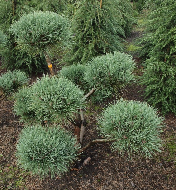 Сосна Sylvestris Watereri