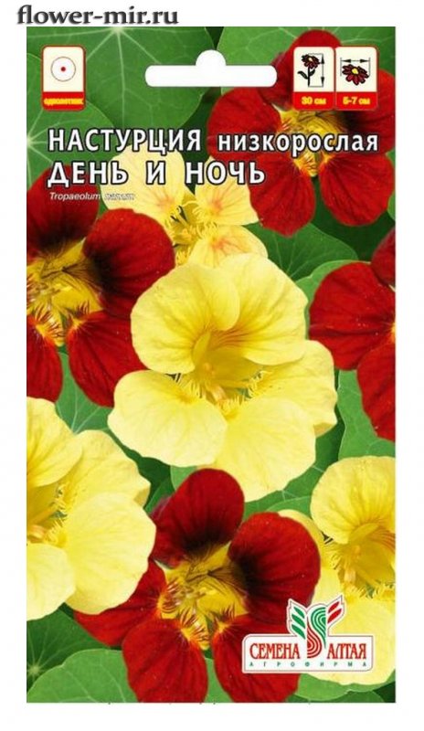 Настурция большая красный блик фото