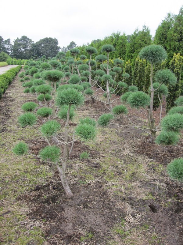 Pinus globosa viridis