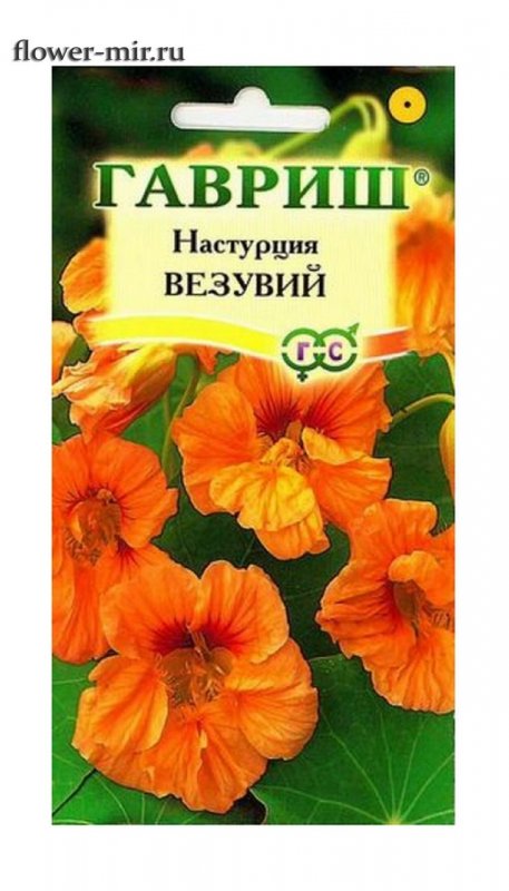Цветы Tropaeolum majus