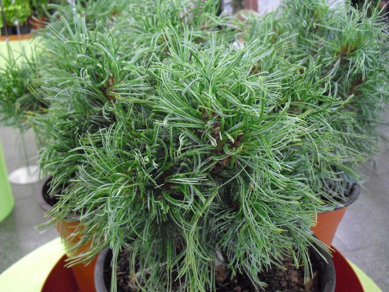 Сосна strobus Green Twist