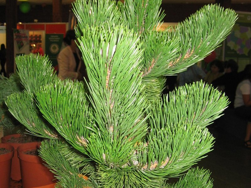 Сосна Веймутова "мини Твист" Pinus strobus "Mini Twist"