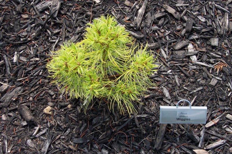Сосна Веймутова – Pinus strobus – шишки более широкие, цилиндрические.
