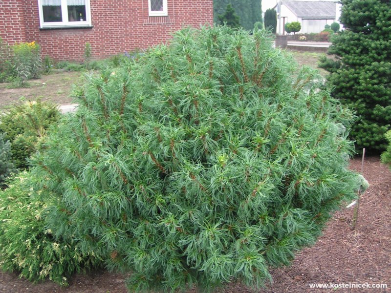 Pinus strobus 'torulosa'