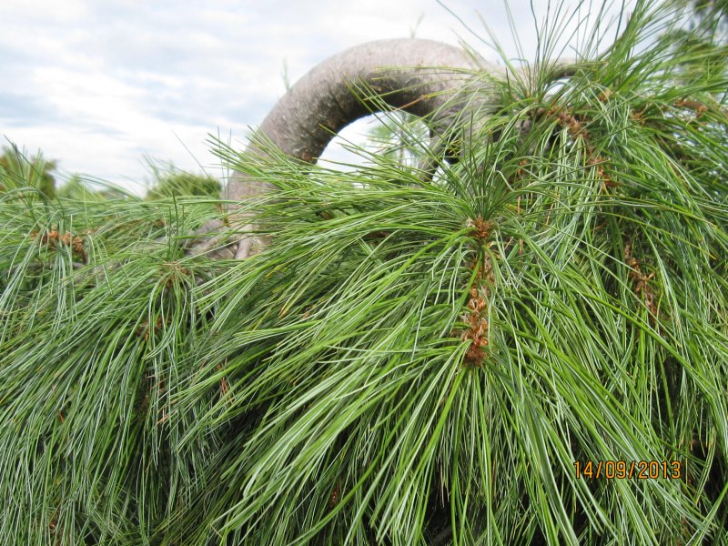 Pinus strobus Wiggles