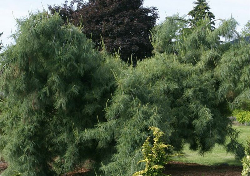 Сосна Веймутова Pinus strobus 'tiny Kurls'