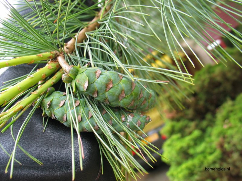 Pinus nigra (сосна чёрная) 'Oregon Green'