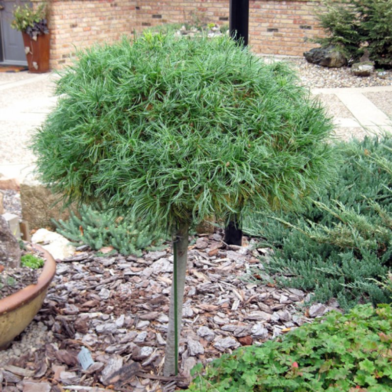 Pinus strobus 'torulosa'