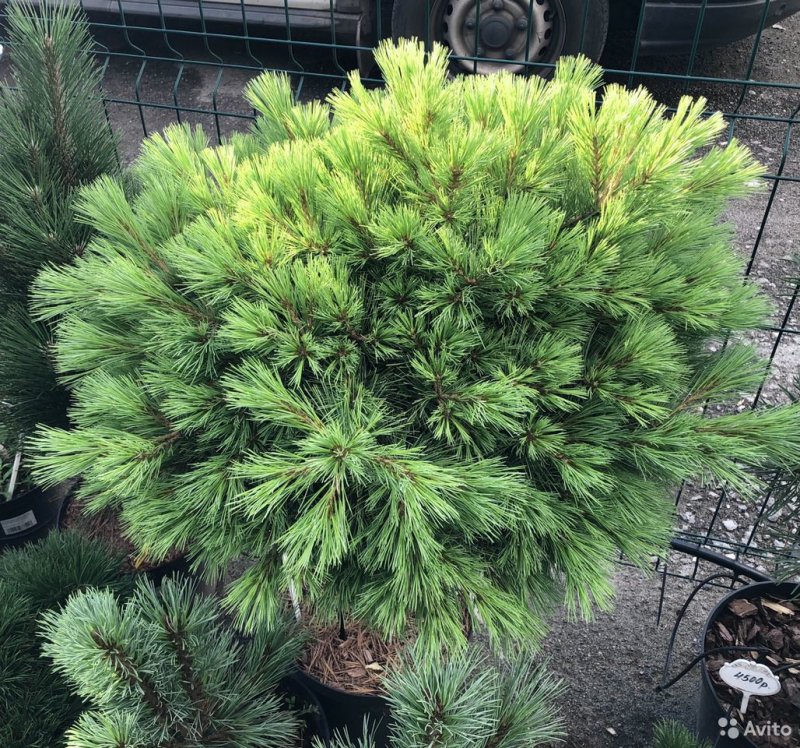Pinus strobus tiny Curls